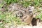 Burrowing owl chick emerging from nest