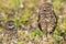 Burrowing owl chick and parent swivel heads and gaze to right