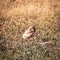 Burrowing Owl Chick Standing in Field