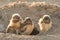 Burrowing Owl Chicks