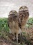 Burrowing Owl Chicks