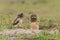 Burrowing owl chicks standing on the burrow in the North Pantanal