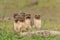 Burrowing owl with chicks standing on the burrow in the North Pantanal