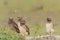 Burrowing owl with chicks standing on the burrow in the North Pantanal