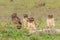 Burrowing owl with chicks standing on the burrow in the North Pantanal