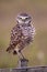 Burrowing owl close up looking at camera, Florida