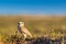 Burrowing Owl in a conservation park