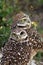 Burrowing owl couple