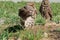 Burrowing owl couple in action