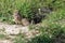 Burrowing owl couple and chick in nest