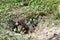 Burrowing owl emerging from underground nest