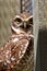 Burrowing Owl on enclosed window seal