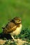 Burrowing Owl Fledgling