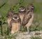 Burrowing Owl in Florida