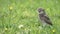 Burrowing owl between the grass