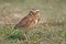 Burrowing owl on the grass in Venezuela
