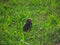 Burrowing owl in green grass