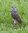 Burrowing Owl in Green Grass