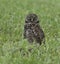 Burrowing Owl in Green Grass