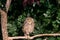 Burrowing owl with large eyes looking side