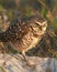 Burrowing Owl Looking Angry