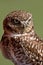 Burrowing Owl looking away