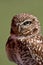 Burrowing Owl looking at you