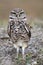 Burrowing owl making eye contact facing straight