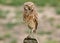 Burrowing Owl near Denver, Colorado