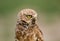 Burrowing Owl near Denver, Colorado