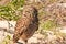 Burrowing owl at nest site