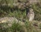 Burrowing Owl nesting near Punta Gorda, FL