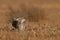 Burrowing Owl Pair Looking Skyward