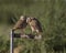 Burrowing Owl pair on a perch