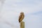 Burrowing owl parade