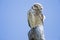 Burrowing Owl perched