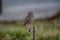 Burrowing owl perched