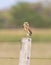 Burrowing owl perched on a fence post