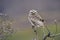 Burrowing Owl perched, La Pampa Province,