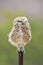 Burrowing Owl perched, La Pampa Province,