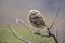 Burrowing Owl perched, La Pampa Province,