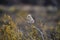 Burrowing Owl perched, La Pampa Province,