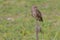 Burrowing Owl Perched On A Nest Marker