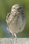 Burrowing owl perched on a pole