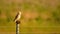 Burrowing Owl Perched on a post with a mouse it had caught