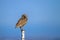 Burrowing Owl perches on a post in southern Colorado`s San Luis Valley.