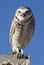 Burrowing Owl perching