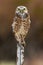 Burrowing Owl Perching on Fence Post