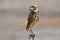 Burrowing Owl Perching on Metal Fence Post