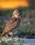 Burrowing Owl Portrait